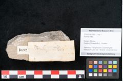 Foto (Objekt + Etikett) von Plantae indet.  (NHMW-GEO-2024-0188-6692)